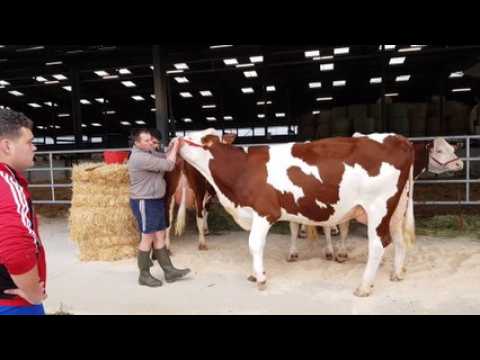 Les présélections pour "Vache de Salon" ont commencé