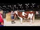 Les pr&eacute;s&eacute;lections pour "Vache de Salon" ont commenc&eacute; - Label : L'Est Républicain - Category : News
