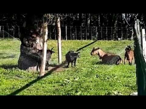 Ferme pédagogique de Grand-Charmont (25) : le coup de colère de l'ancien jardinier de la ville