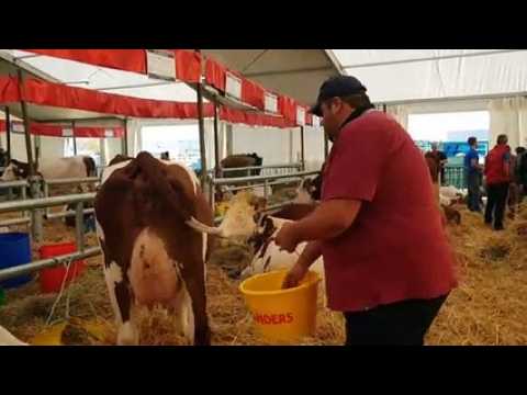 Habsheim : la foire Simon et Jude