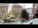 Le grand sapin est arrivé  à Strasbourg