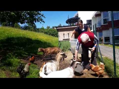 Les animaux-médicaments