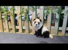 'Panda dog' cafe sparks China animal rights debate