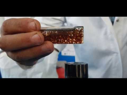 Mulhouse : un dépolluant naturel à la Fête de la science