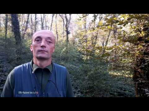 Affaiblis par deux années de sécheresse, les hêtres meurent de soif