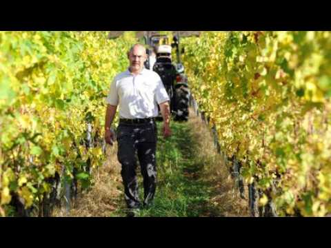 Vendanges grand cru Muenchberg sur les hauteurs de Nothalten