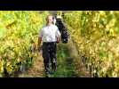 Vendanges grand cru Muenchberg sur les hauteurs de Nothalten