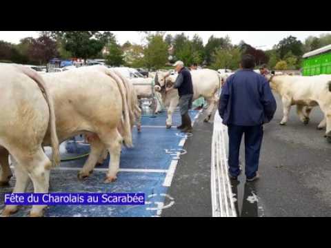 La fête du Charolais