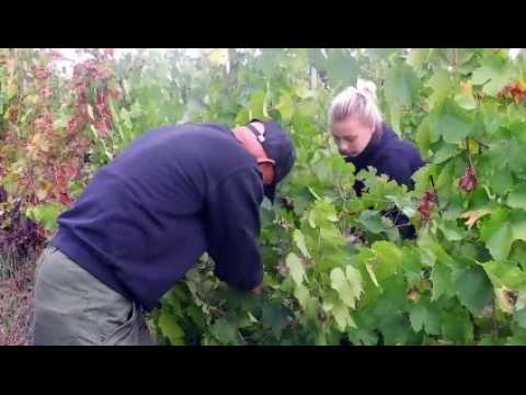 Ambierle : au coeur des vendanges du domaine des Palais