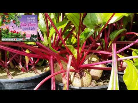 Mulhouse : Folie’Flore pousse fort
