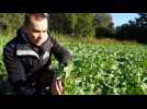 Un colza sans intrants chimiques - Label : L'Alsace - Category : News