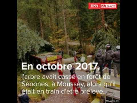 Heurs et malheurs du grand sapin de Strasbourg