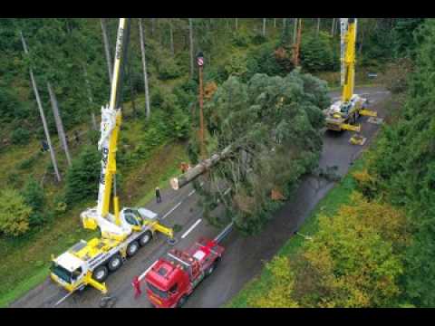 [Vidéo] Le grand sapin de Strasbourg coupé en forêt de Boersch