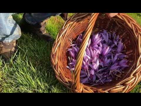 Une récolte de safran record dans les Vosges chez Richard Thiéry