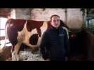 Morteau : l'élevage traditionnel de Francis Remonnay au Bas du Fartou