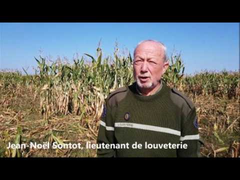 Le louveterie recrute et on vous explique ce qu'est un lieutenant de louveterie