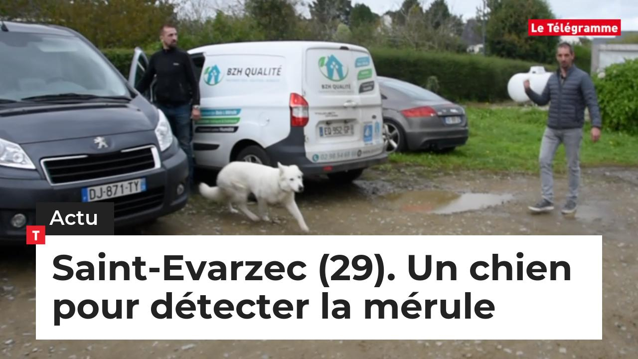 Saint-Evarzec (29). ​Un chien pour détecter la mérule (Le Télégramme)