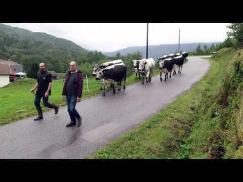 Transhumance en descente à Saulxures-sur-Moselotte