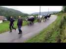 Transhumance en descente à Saulxures-sur-Moselotte