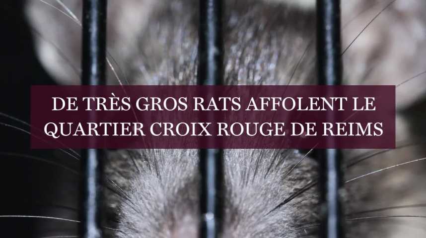 Les rats prolifèrent avenue Pasteur et se rapprochent du centre