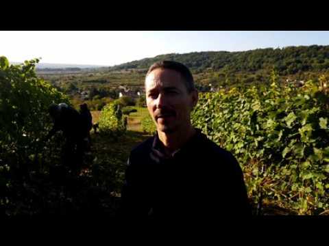 Quand les VIP vendangent dans les Côtes de Toul