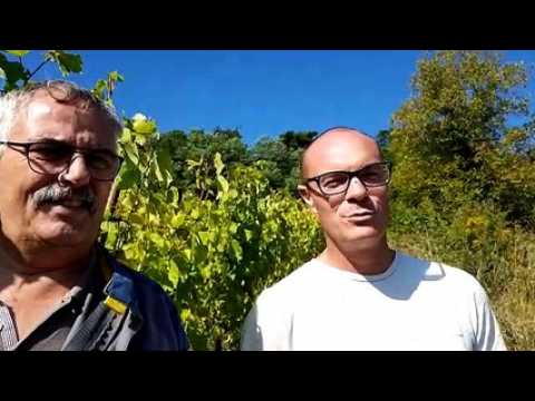 A Marange Silvange, Philippe Joly a entamé ses dernières vendanges