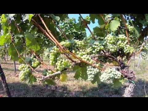 L'histoire du vignoble de Wissembourg