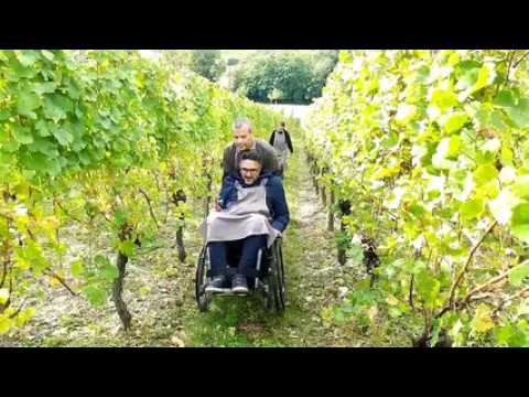 A Bergheim, on vendange au profit du handicap