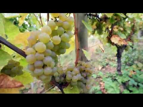 Turkheim : Vendanges au domaine Hurst