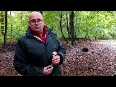 Sarreguemines : à la cueillette des champignons avec Gilles Weiskircher