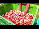 Pilat: la saison s'annonce plutôt bonne pour les producteurs de pommes