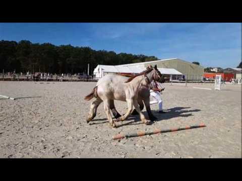 La race ardennaise en complétion ce week-end à Vittel