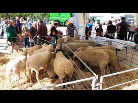 Verdun expo : petit tour de foire