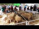 Verdun expo : petit tour de foire