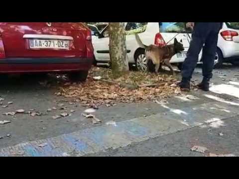 Noxx, le nouveau chien "stup" du commissariat de Besançon