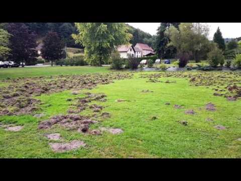 Les sangliers dévastent le parc de l'auberge de la Forêt à Lettenbach