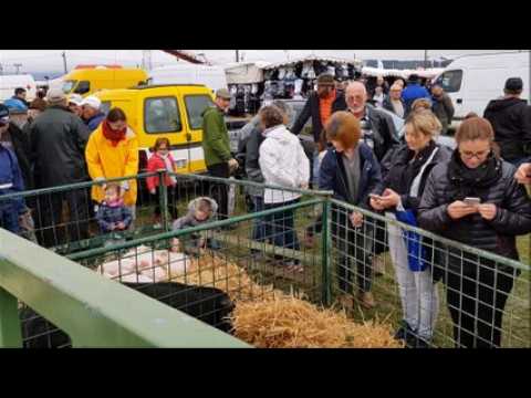 Les animaux restent les stars à la Foire de Poussay