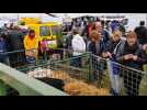 Les animaux restent les stars à la Foire de Poussay