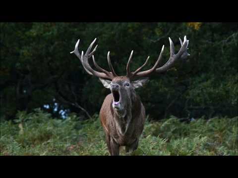 Deer roam London's Richmond Park during rutting season