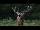 Deer roam London's Richmond Park during rutting season - Label : AFPTV - First images - Category : News