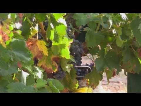 First grape harvest of the year predicts a unique wine in Spain's La Rioja
