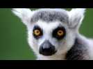 Eagle-Eyed 5-Year-Old Helps Cops Nab Ring-Tailed Lemur Thief