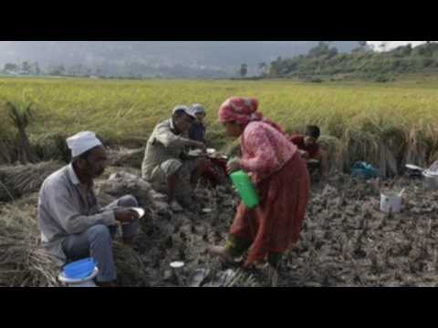 Rice harvesting in Lalipur, Nepal