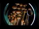 Oregon Legalizes 'Magic' Mushrooms