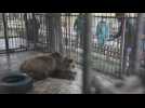 Teddy bear is moved to a sanctuary in Bulgaria
