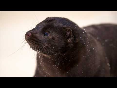 Denmark To Cull Nation's Mink Population After Finding Coronavirus