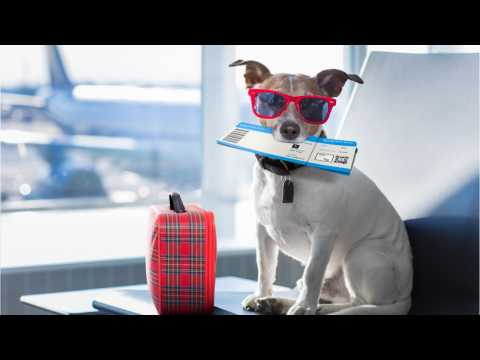 Airlines Tighten Rules Surrounding Emotional Support Animals