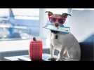 Airlines Tighten Rules Surrounding Emotional Support Animals