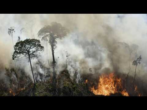 New record for deforestation in the Brazilian Amazon in 12 years