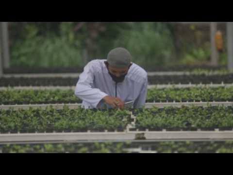 Indonesia turns to hydroponic farming during pandemic
